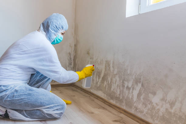 Licensed Attic Mold Remediation service in Germantown, IL - Car Mold Remediation