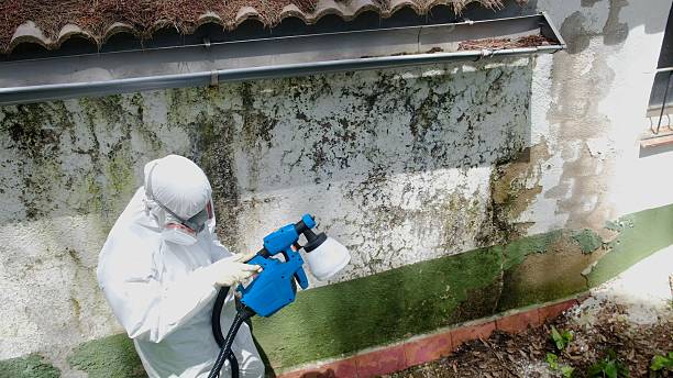 Top rated local Attic Mold Remediation specialists in Germantown, IL